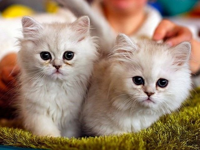 Породы кошек в Курской | ЗооТом портал о животных